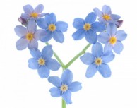 Forget-Me-Not Mazarron