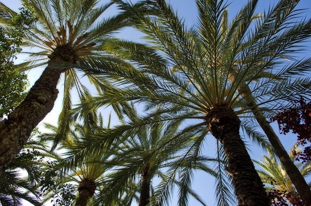 A Moorish morning out in Orihuela