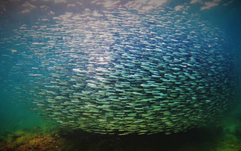 Diving off the coast of Cartagena and La Azohía and in the marine reserve of Cabo Tiñoso