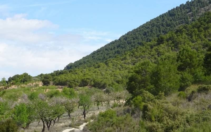 The Cejo Colorao hiking route around Zarzadilla de Totana