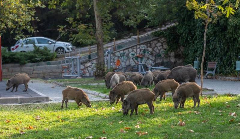 Herds of wild boars take over Murcia neighbourhoods