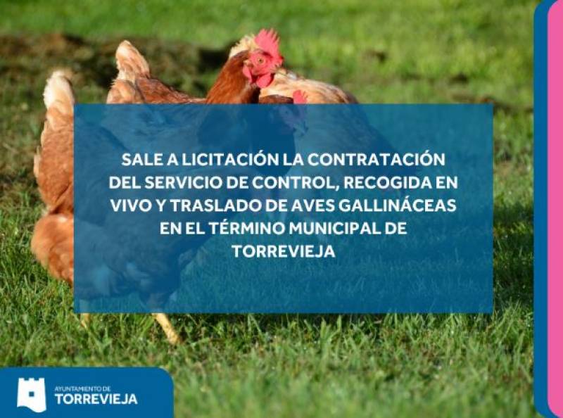 Bye bye birdie: Torrevieja takes action to relocate 700 free roaming chickens