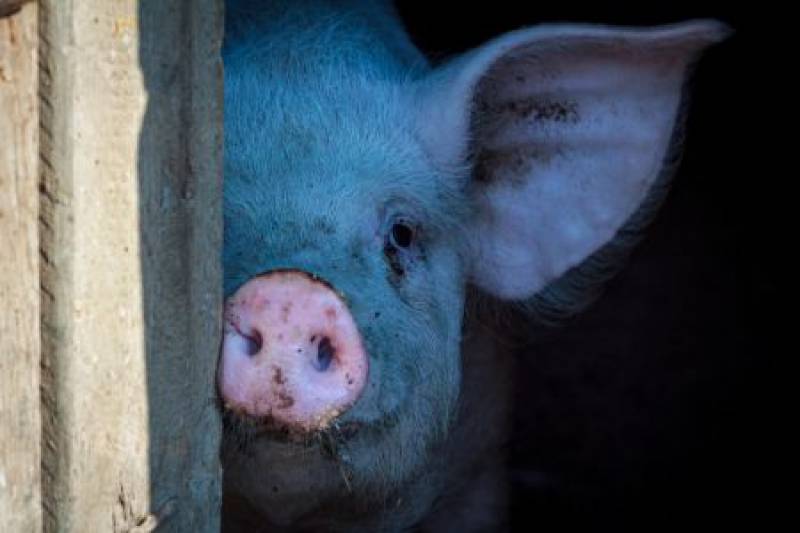 Illegal Murcia pig farms taken to court