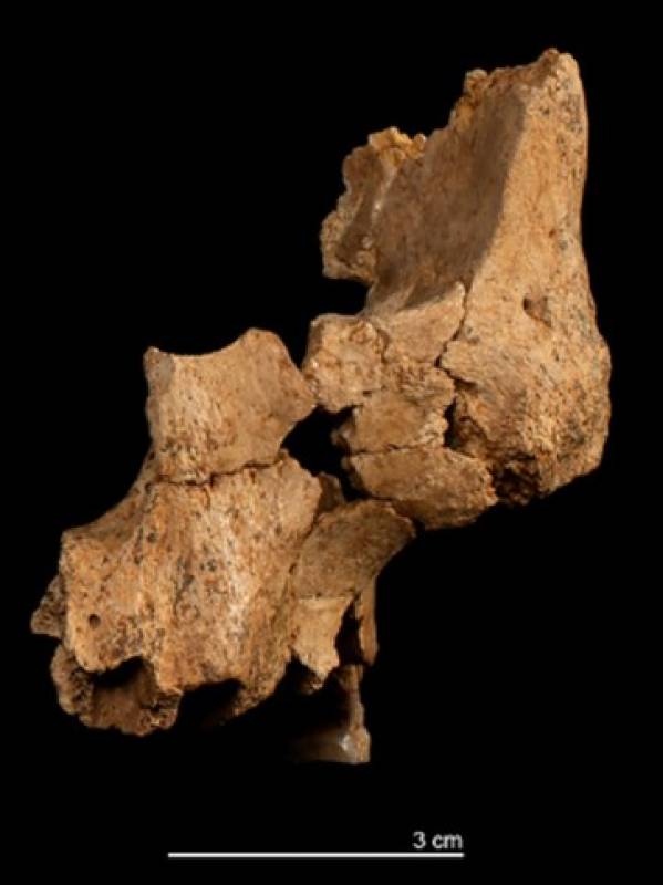 Unveiling Europe's earliest face: Spanish researchers reconstruct features of ancient hominid