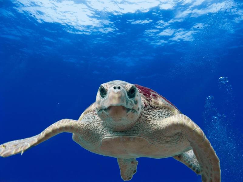Torrevieja rescue turtle returns to the sea after two-month recovery