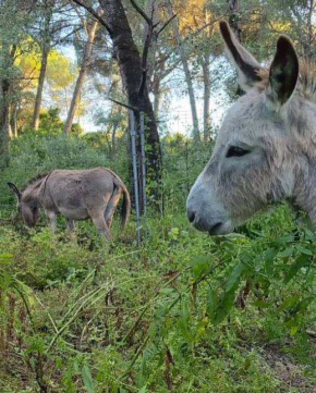 Meet the donkeys saving Spain's forests