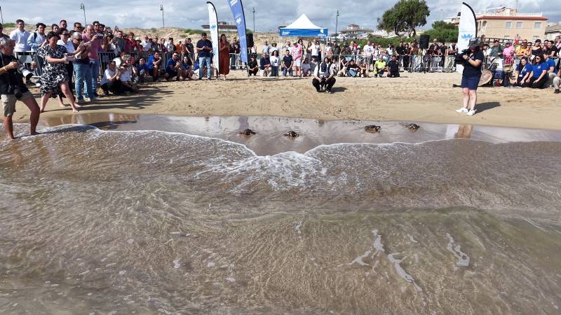 Infant turtles get their first taste of the sea in Torrevieja