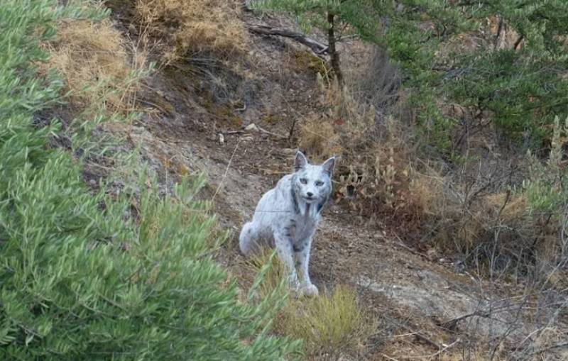 Incredibly rare white Iberian lynx photographed in Andalucia