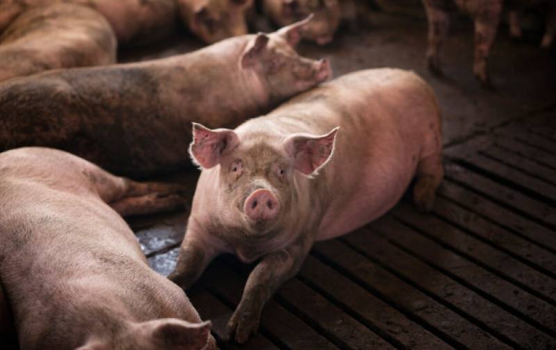 Spain's pork industry faces crisis as swine fever hits Barcelona