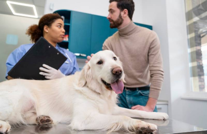 Andalucia pet owners save €100 on tax returns thanks to new law