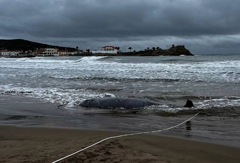 Investigation under way after four whales stranded along the Murcia and Almería coasts in one day