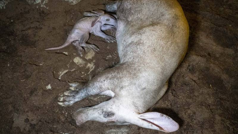 VIDEO! BIOPARC Valencia welcomes rare 'Frankenstein' baby 