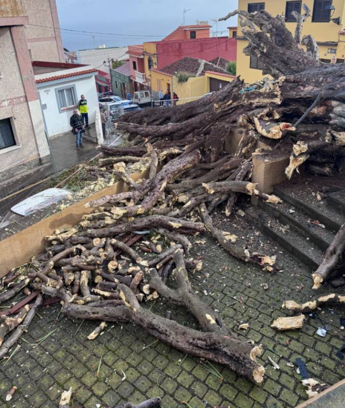 Iconic Tenerife dragon tree falls after centuries, crushing cars below
