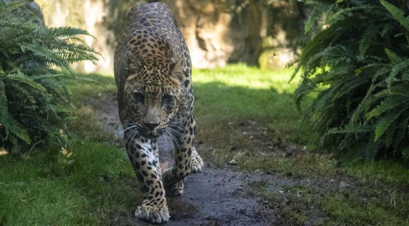 Bioparc Valencia says goodbye to Negombo, one of Europe's longest-living Sri Lankan leopards