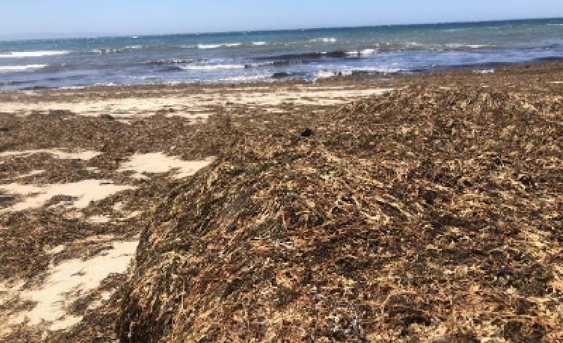 The Asian seaweed taking over Andalucía's beaches is back, and scientists say getting rid of it for good is simply not possible