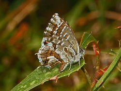 The Geranium moth in Southern Spain