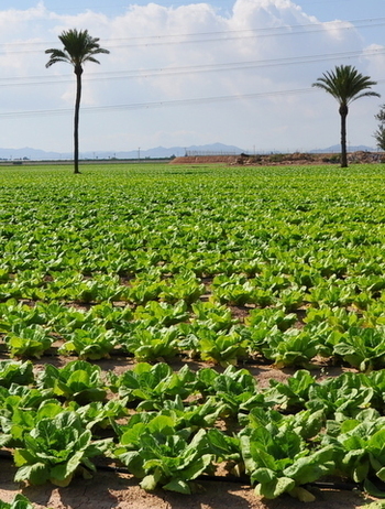 A history of Fuente Álamo